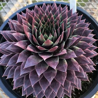 Sempervivum Supersemp® Ruby