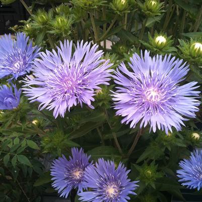 Stokesia laevis Mel's Blue