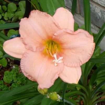 Hemerocallis On and On 