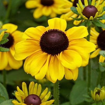 Rudbeckia hirta Toto® Lemon