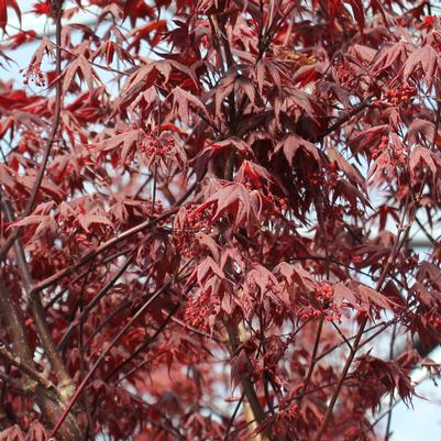 Acer palmatum Moonfire