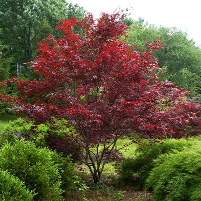 Acer palmatum Oshio-Beni