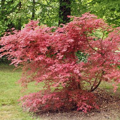 Acer palmatum Shindeshojo