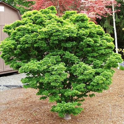 Acer palmatum Shishigashira