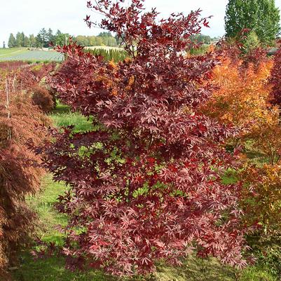 Acer palmatum Suminagashi