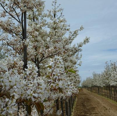 Amelanchier canadensis 