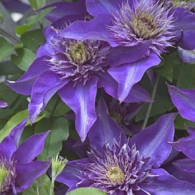 Clematis Multi-Blue