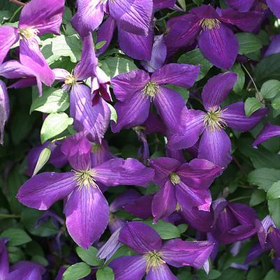 Clematis Happy Jack® Purple