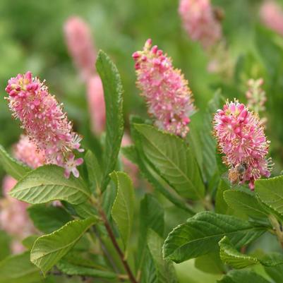 Clethra alnifolia Ruby Spice