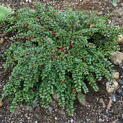 Cotoneaster apiculatus Tom Thumb