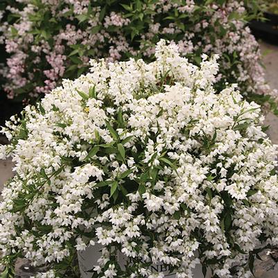 Deutzia Yuki Snowflake®