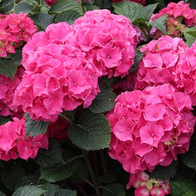 Hydrangea macrophylla Forever Pink