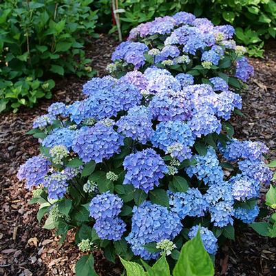 Hydrangea macrophylla Let's Dance Lovable®