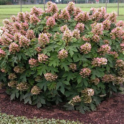 Hydrangea quercifolia Munchkin