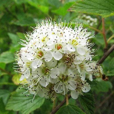 Physocarpus opulifolius 