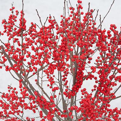 Ilex verticillata Berry Poppins®