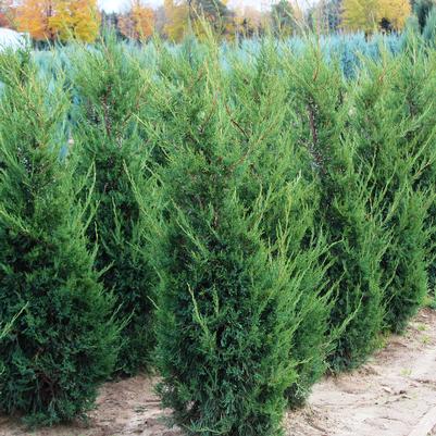 Juniperus chinensis Mountbatten