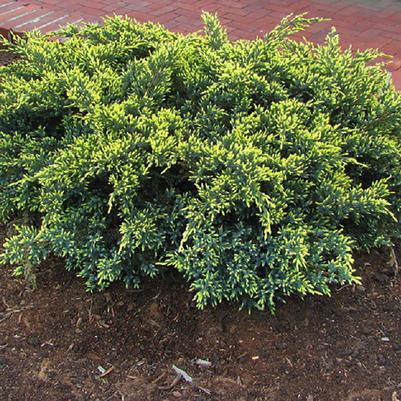 Juniperus squamata Dream Joy