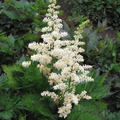 Astilbe chinensis Visions in White