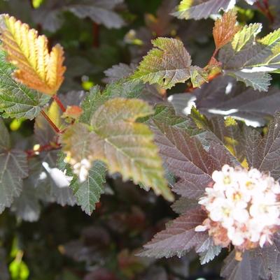 Physocarpus opulifolius Center Glow