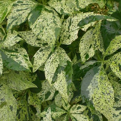 Parthenocissus quinquefolia Star Showers