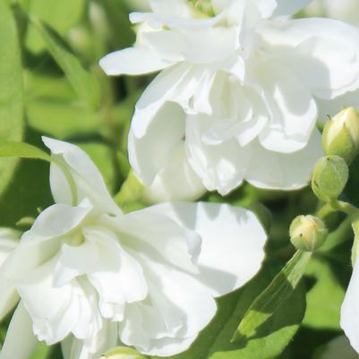 Philadelphus x virginalis Minnesota Snowflake