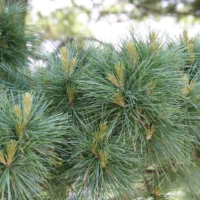 Pinus strobus Nana