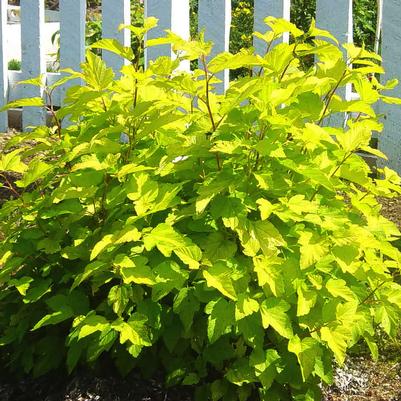 Physocarpus opulifolius Dart's Gold