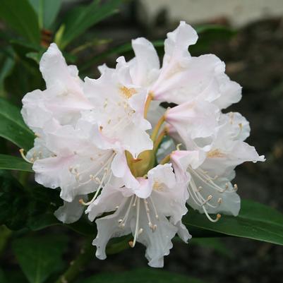 Rhododendron Cunningham's White