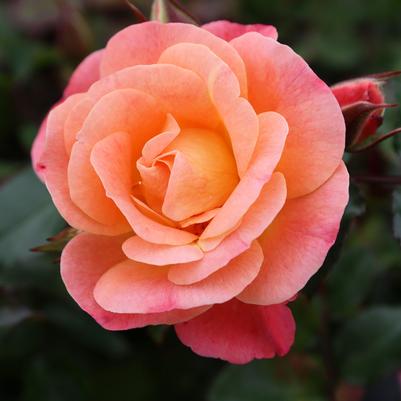 Rosa Peach Drift®