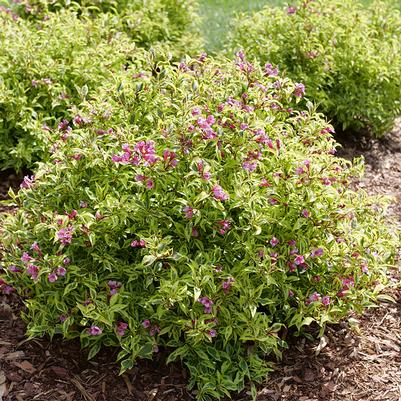 Weigela florida Bubbly Wine®