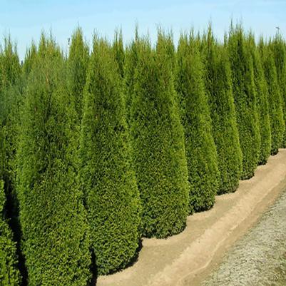 Thuja occidentalis Holmstrup