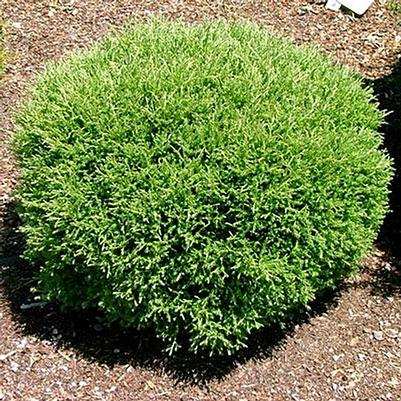 Thuja occidentalis Mr. Bowling Ball®