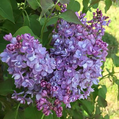 Syringa x hyacinthiflora Scentara® Double Blue