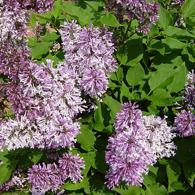 Syringa pubescens ssp. patula Miss Kim