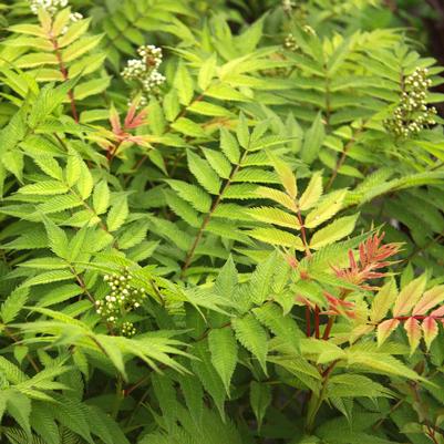 Sorbaria sorbifolia Sem