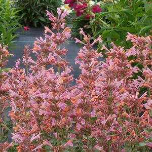 Agastache Kudos™ Ambrosia