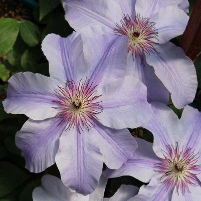 Clematis Vancouver™ Deborah Dahl