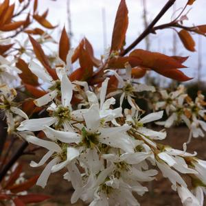 Amelanchier laevis Spring Flurry®