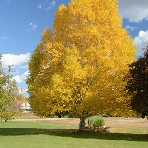 Betula papyrifera 