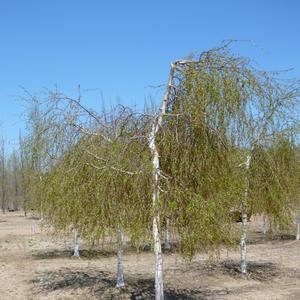 Betula pendula Youngii