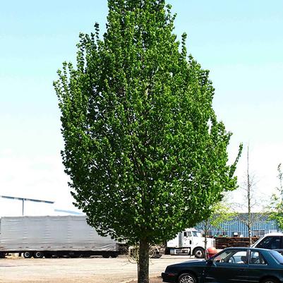 Carpinus betulus Emerald Avenue®