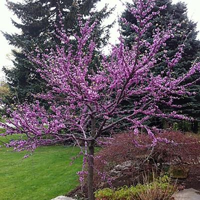 Cercis canadensis Northern Herald® 