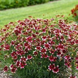 Coreopsis verticillata Designer Threads™ Heartstrings