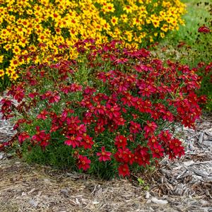 Coreopsis verticillata Designer Threads™ Scarlet Ribbons