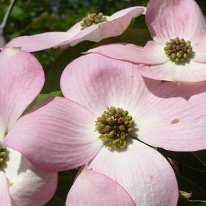 Cornus Stellar Pink®