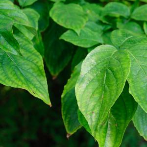 Cornus florida 