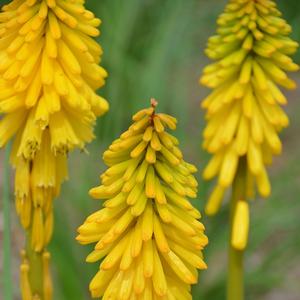 Kniphofia Pyromania™ Solar Flare