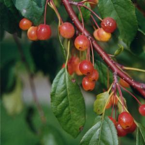 Malus Louisa