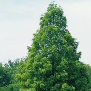 Metasequoia glyptostroboides 